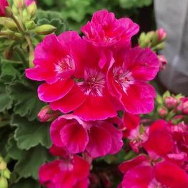 Geranium Seeds-Passionate Purple Red