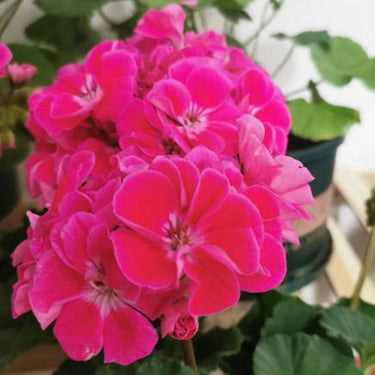 Geranium Seeds-Passionate Purple Red