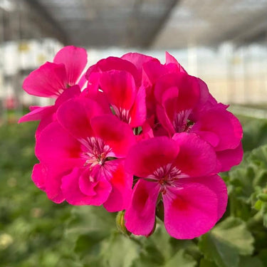 Geranium Seeds-Passionate Purple Red