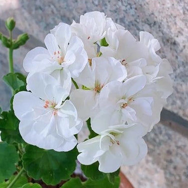 Geranium Seeds – Creamy White
