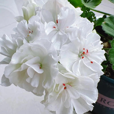 Geranium Seeds-Pearl White