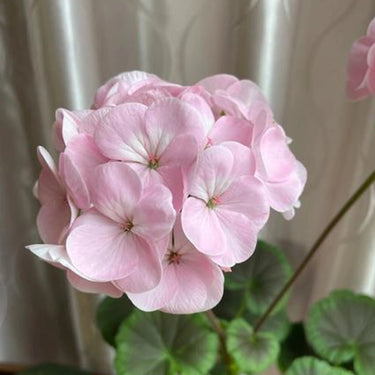 Geranium Seeds-Petal Pink