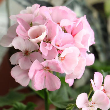 Geranium Seeds-Petal Pink