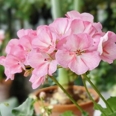 Geranium Seeds-Petal Pink