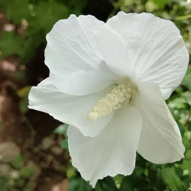 Geranium Seeds-Pure White