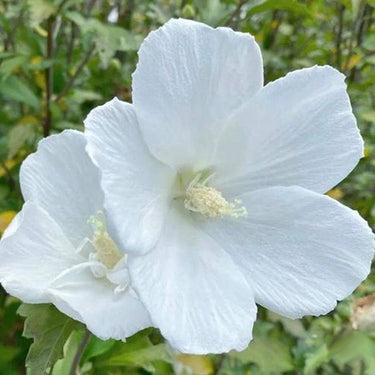 Geranium Seeds-Pure White