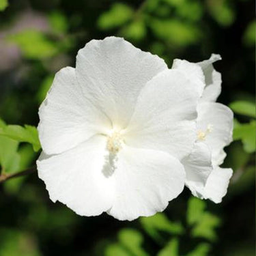 Geranium Seeds-Pure White