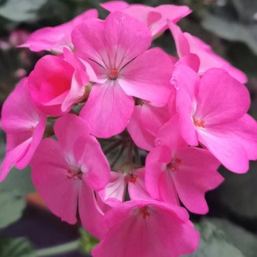 Geranium Seeds-Rose Pink