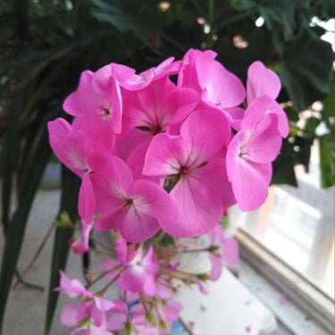 Geranium Seeds-Rose Pink