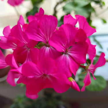 Geranium Seeds-Satin Rose