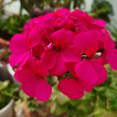 Geranium Seeds-Satin Rose