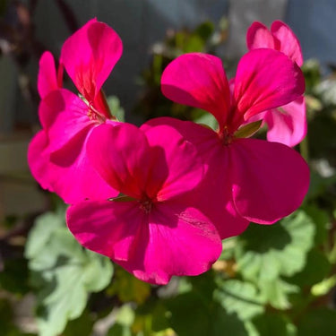 Geranium Seeds-Satin Rose