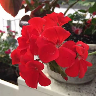 Geranium Seeds-Scarlet Red