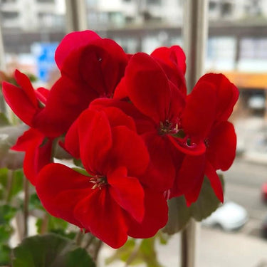 Geranium Seeds-Scarlet Red