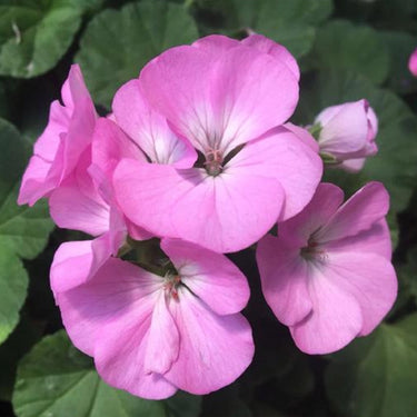 Geranium Seeds-Soft Velvety Rose