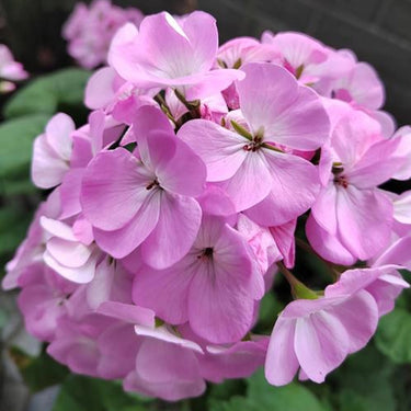Geranium Seeds-Soft Velvety Rose