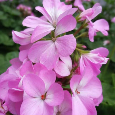 Geranium Seeds-Soft Velvety Rose