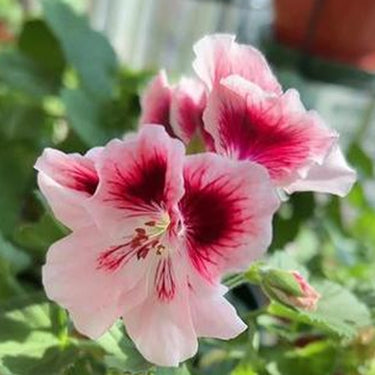 Geranium Seeds-Strawberry Pink