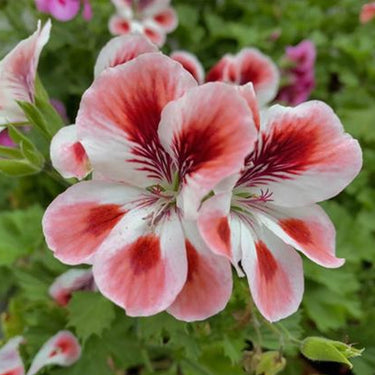Geranium Seeds-Strawberry Pink