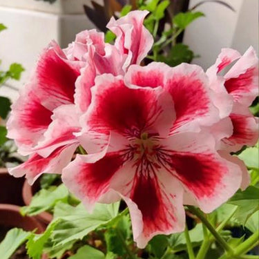 Geranium Seeds-Strawberry Pink