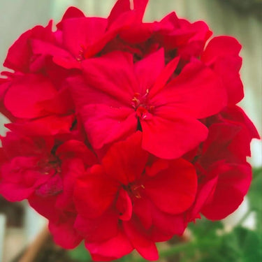 Geranium Seeds-Vermilion