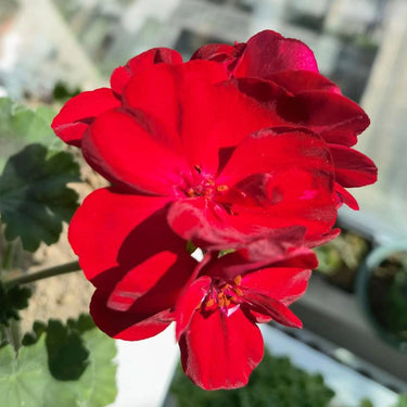 Geranium Seeds-Vermilion