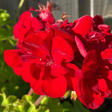 Geranium Seeds-Vermilion