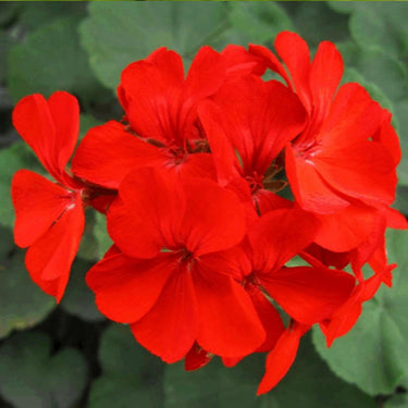 Geranium Seeds – Burgundy