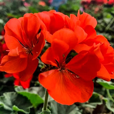 Geranium Seeds – Burgundy