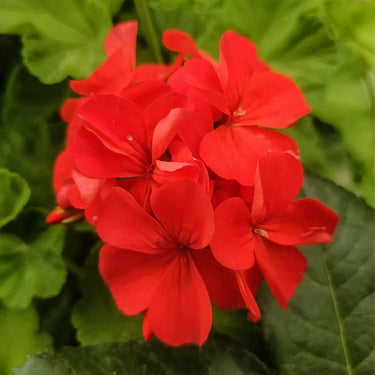Geranium Seeds – Burgundy