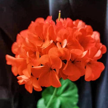 Geranium Seeds – Dusk Rose