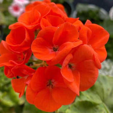 Geranium Seeds – Dusk Rose