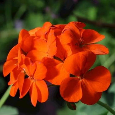 Geranium Seeds – Dusk Rose