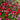 Geranium Seeds Mix Color