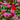 Geranium Seeds Mix Color