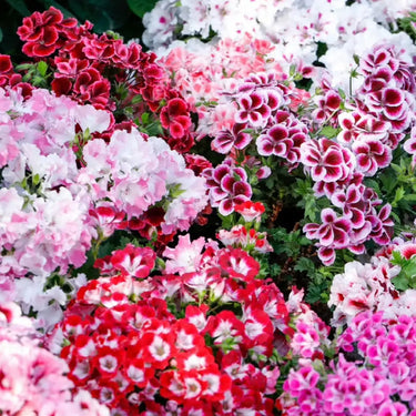 Geranium Seeds Mix Color