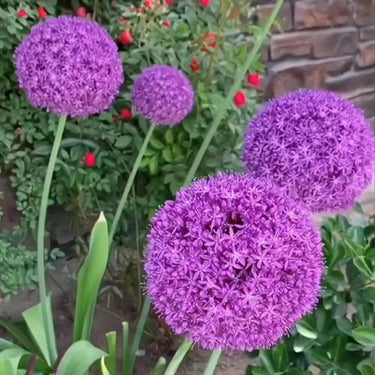 Giant AlliumSeeds Bonsai Plant Seeds