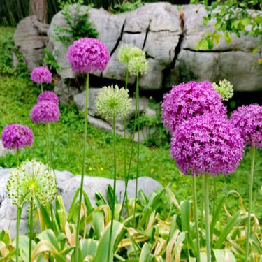 Giant AlliumSeeds Bonsai Plant Seeds