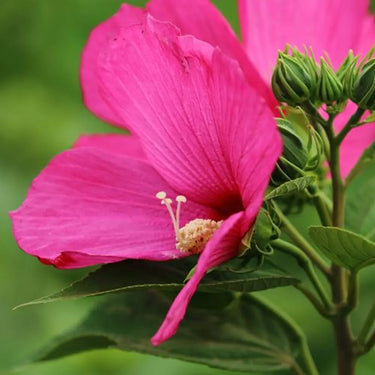 Giant Rose Mallow / Swamp Hibiscus Seeds
