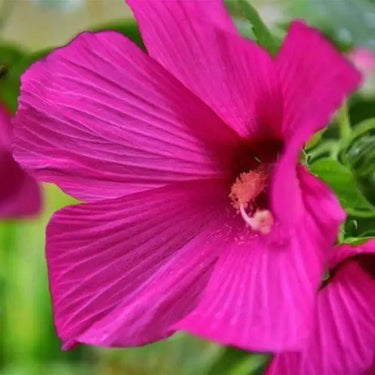 Giant Rose Mallow / Swamp Hibiscus Seeds
