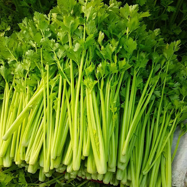 Giant of Italy Parsley