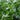 Giant of Italy Parsley