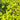 Creeping Jenny Seeds - rounded foliage ground cover