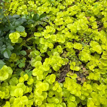 Creeping Jenny Seeds - rounded foliage ground cover
