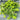 Creeping Jenny Seeds - foliage in a container