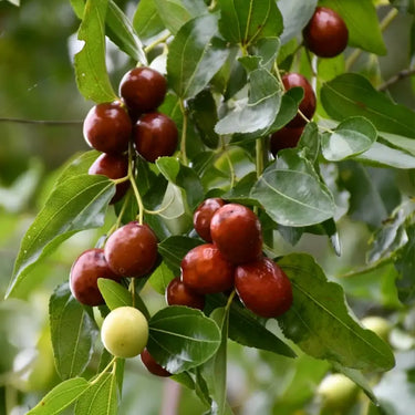 Golden Silk Jujube Seeds