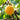 Single ripe yellow apricot on a leafy Prunus armeniaca branch