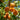 Cluster of ripe orange apricots hanging from branches