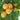 Yellow apricots grouped among green leaves on a tree