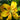 Close-up of Golden Matrix Asiatic Lily flowers and foliage